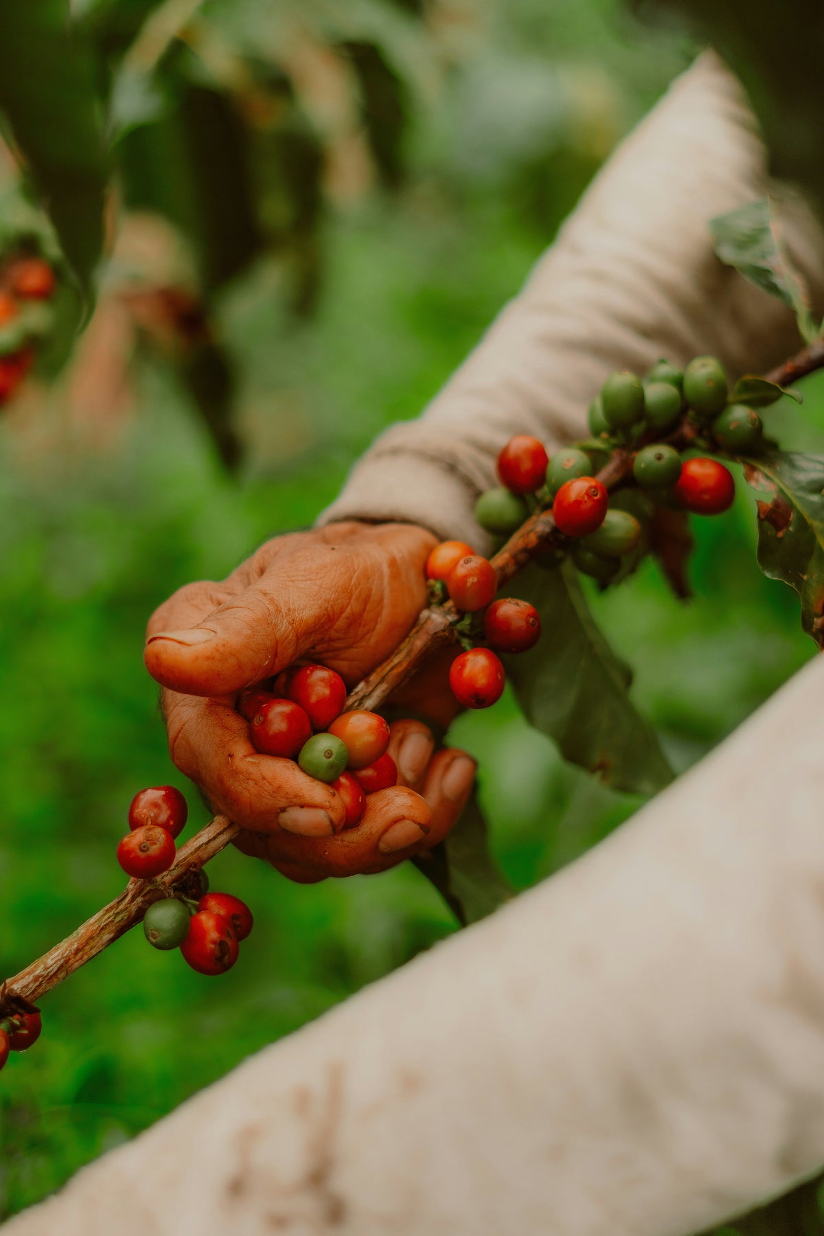 Hand pflückt reife Kaffeekirschen